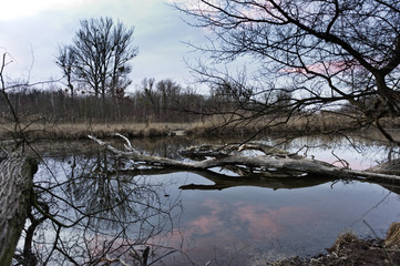 Donau Auen - wetland
