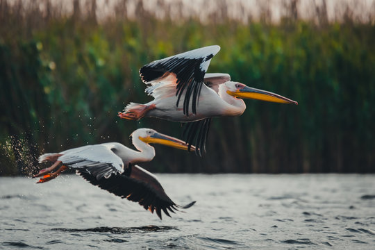Pelicans flying in the same direction