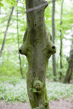 Baumgesicht