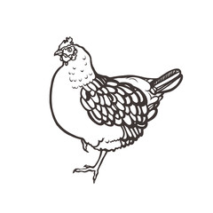 Chicken. Poultry. Bird painted with ink. Label for chicken products. Farming. Livestock raising. Hand drawn. Vector illustration.