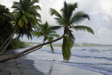 La Diamond beach, Martinique Island, Lesser Antilles