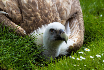 Gänsegeier - Gyps fulvus