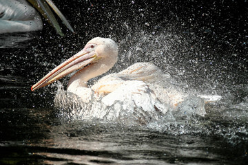 Rosa Pelikan - Pelecanus onocrotalus