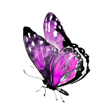 violet butterfly,watercolor, isolated on a white