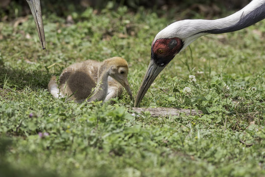 White-naped crane feeding chick. Nature family image.