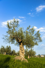 Mediterranean olive field with old olive tree in Monteprandone (Marche) Italy.