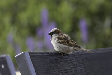 Common garden bird perched on chair. Male house sparrow.