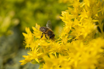 A honey bee on blooming flowers