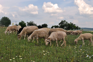 Naklejka na ściany i meble Flock of sheep grazing on a green meadow.