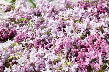 Fototapeta premium close up lilac background with light violet and white flowers