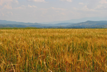 Golden wheat field in perspective; landscape background.