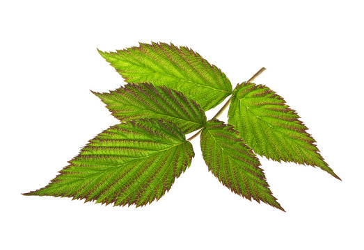 Leaf raspberry isolated on a white background