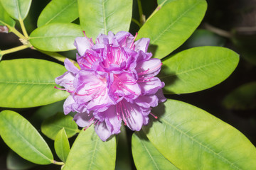Rhododentdron mit Blütentraube 