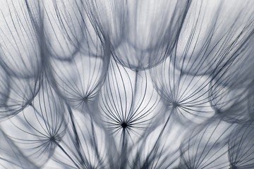 Dandelion fluff 