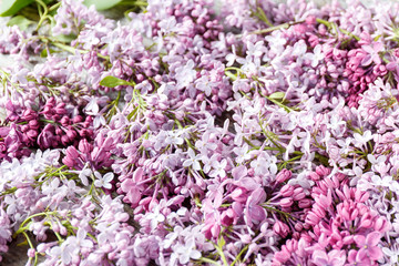 close up lilac background with light violet and white flowers
