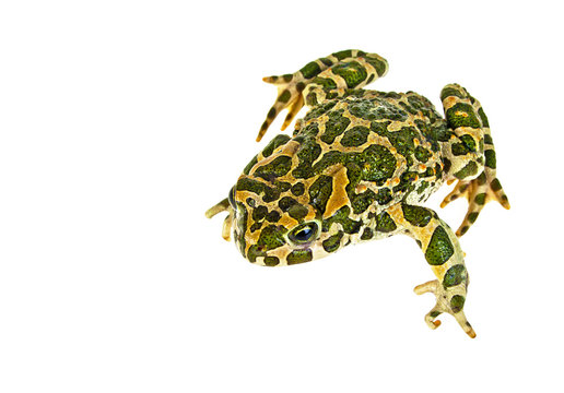 Cute frog isolated on a white background