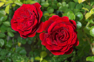 Rote Rosen.Rotes Rosenpaar