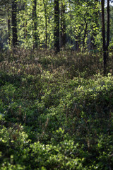 Evening at a lush and verdant forest in Finland in the summertime. Shallow depth of field.