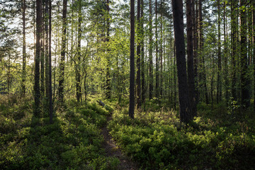 Evening at a lush and verdant forest in Finland in the summertime.