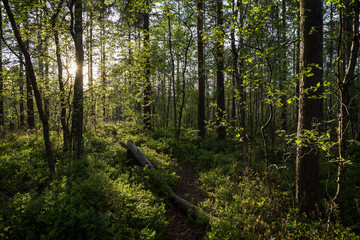Obraz premium Path, tree trunk, trees and sunshine at a lush and verdant forest in Finland in the summertime in the evening.