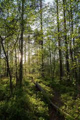 Path, tree trunk, trees and sunshine at a lush and verdant forest in Finland in the summertime in the evening.