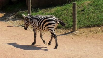 Fototapeta na wymiar Zebra che passeggia nella zoo