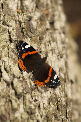 Fototapeta na wymiar Butterfly Red Admiral on a tree