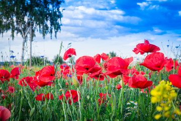 Mohnblumen-Feld - The Poppy Field