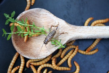 Mehlwürmer in Pfanne, Insekten als Nahrung/Grille und Würmer neben und auf holzenem Kochlöffel,...
