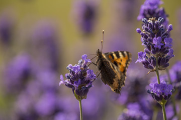 Butterfly Small Tortoiseshell on blooming lavender