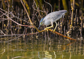 eastern mangroves abu dhabi