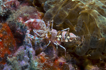 one small hermit crab anemones