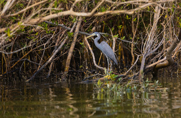 eastern mangroves abu dhabi
