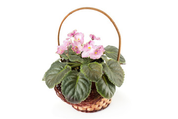 African Violet Saintpaulia isolated on a white background