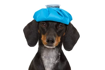 Foto auf Acrylglas Lustiger Hund kranker kranker Hund mit Krankheit
