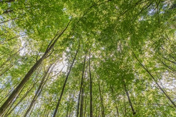 Obraz premium Młody las liściasty wiosną z promieniami słońca i świecącymi zielonymi liśćmi