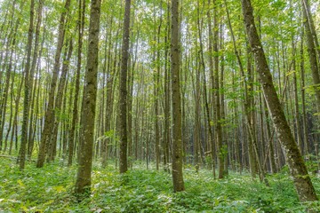 Junger Laubwald im Frühling mit Sonnenstrahlen und leuchtende grüne Blätter