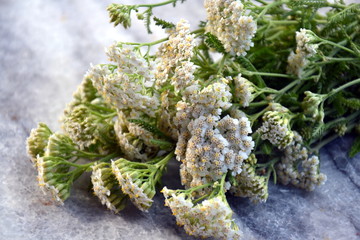 Common yarrow © terezqua