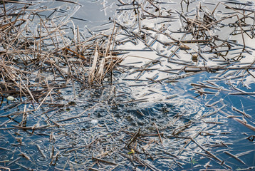 Fish splashing in the water among the dry last year's period water plants. The water is bubbling