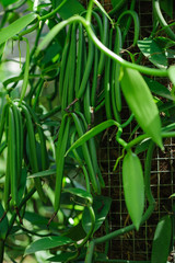 green vanilla plants in growth at garden
