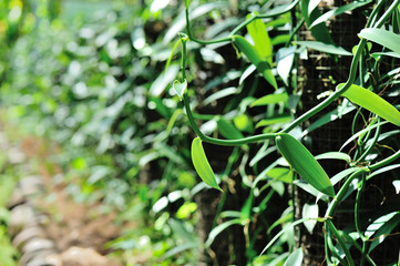 green vanilla plants in growth at garden