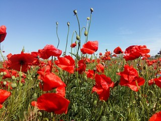 Obraz premium The huge field of red poppies flowers. Sun and clouds. View many of poppies and close-up