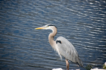 Heron