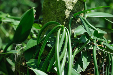 green vanilla plants in growth at garden