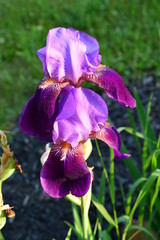 Iris