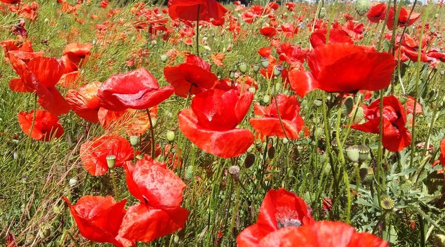 The huge field of red poppies flowers. Sun and clouds. View many of poppies and close-up