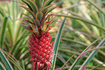 Obraz premium red pineapple in growth at garden