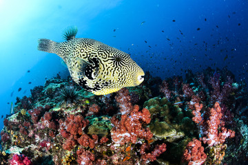 Pufferfish and colorful coral reef