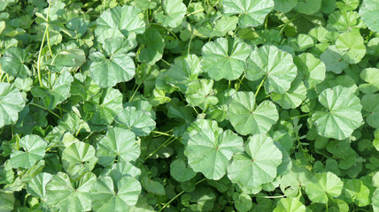Green leaves background. Background and textures photography