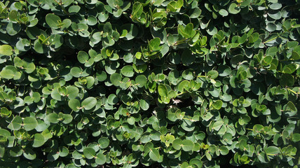 Green leaves background. Background and textures photography
